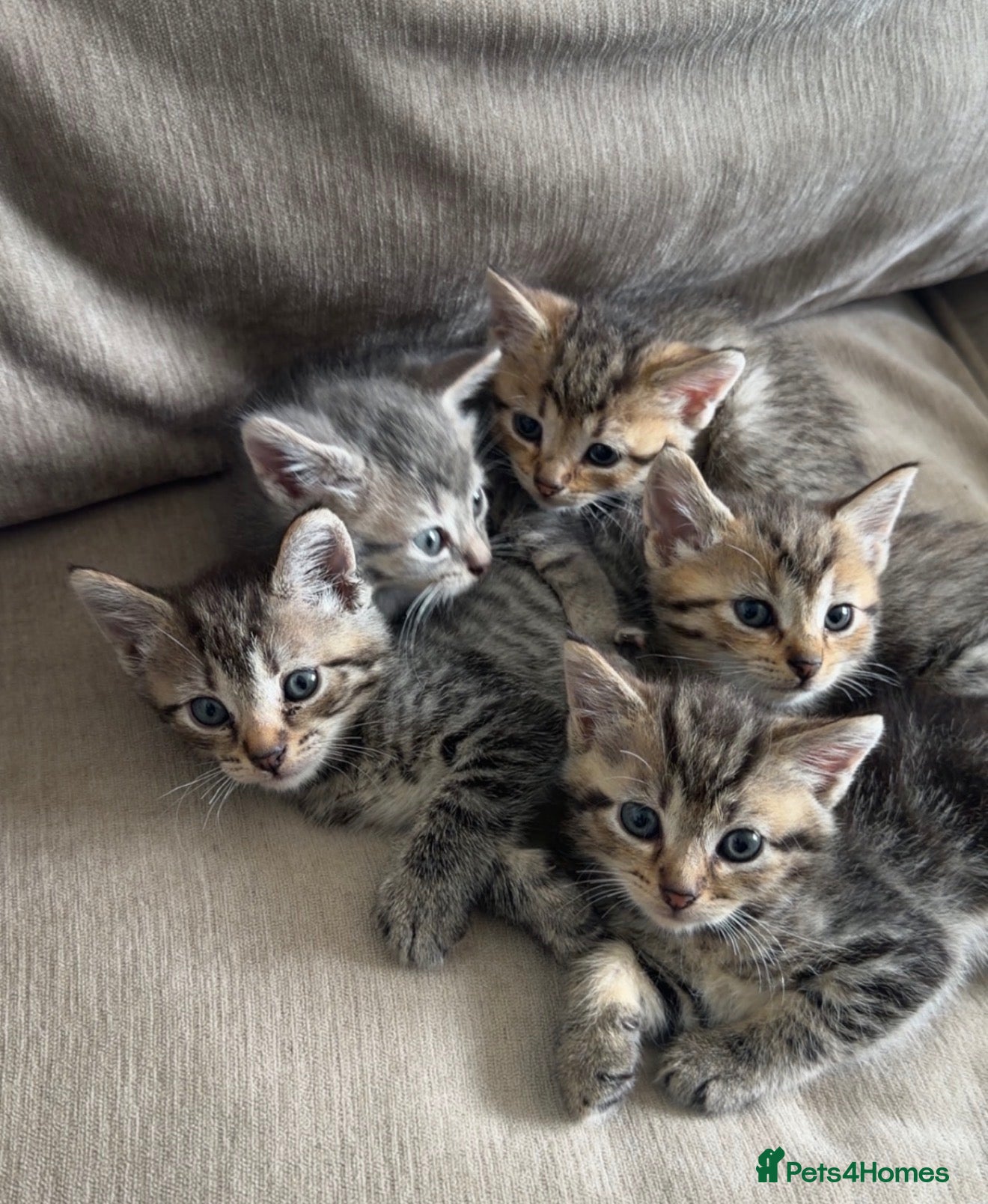 Mixed Breed cats Tabby cross ragdoll kittens - Advert 3