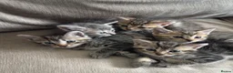 Mixed Breed cats for sale: Tabby cross ragdoll kittens - Advert 1