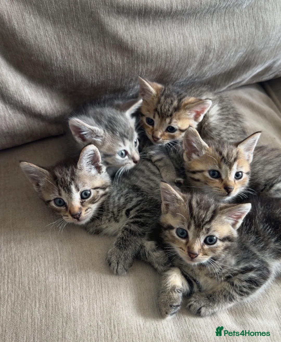 Mixed Breed cats for sale: Tabby cross ragdoll kittens - Advert 1