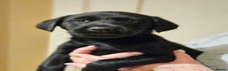 Labrador Retriever dogs for sale: Black labrador dog pups - Advert 2