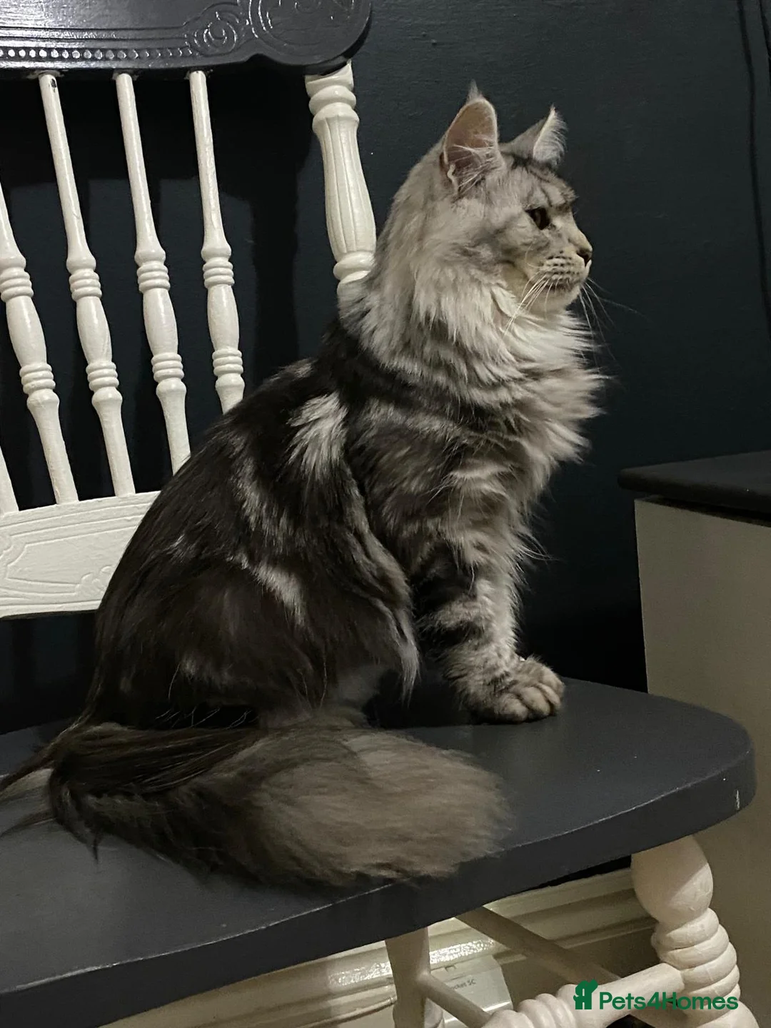 Maine Coon cats for sale: TICA registered large Maine Coon kittens in Newport - Advert 2