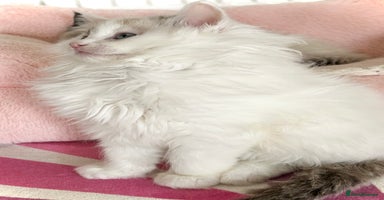 Ragdoll cats - Advert 7
