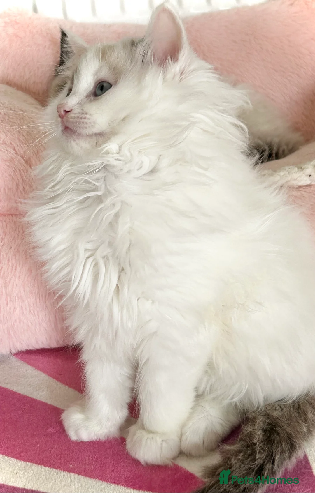 Ragdoll cats for sale: Gorgeous rare Van Ragdoll boy - Advert 2