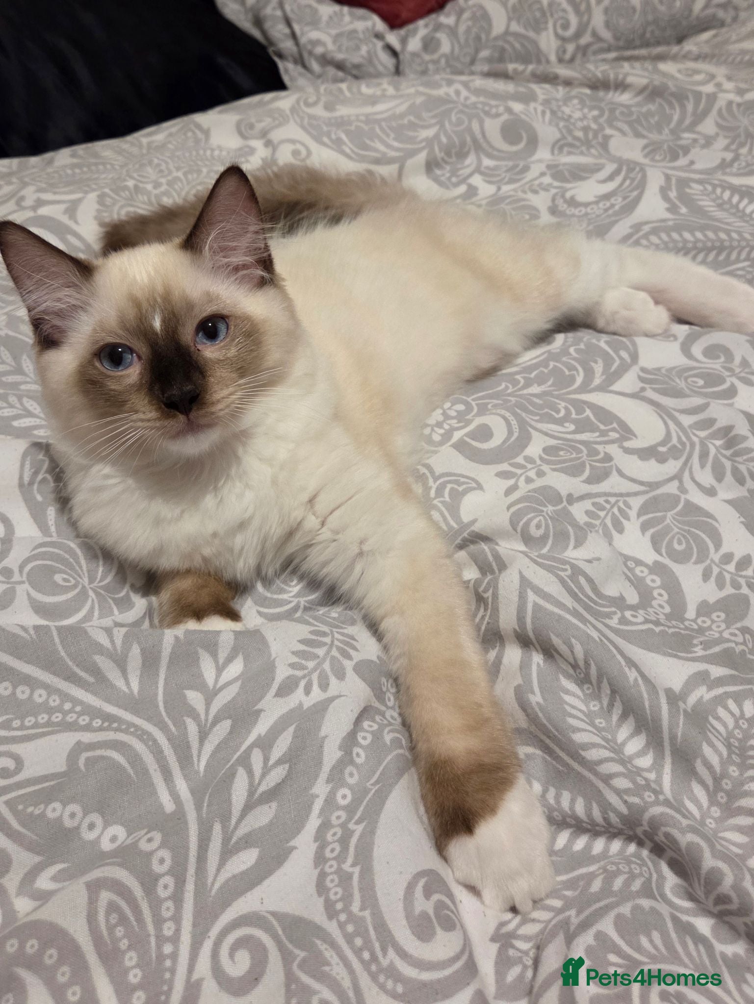 Ragdoll cats 3 Fluffy boys left  - Advert 16