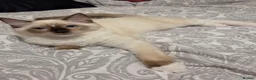 Ragdoll cats for sale: 3 Fluffy boys left  - Advert 6