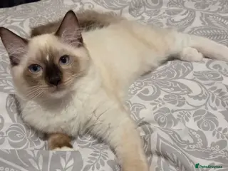 Ragdoll cats 3 Fluffy boys left - Advert 16
