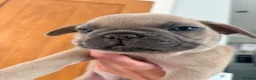 French Bulldog dogs for sale: Beautiful KC Registered French Bulldog Puppies 🐾 - Advert 21