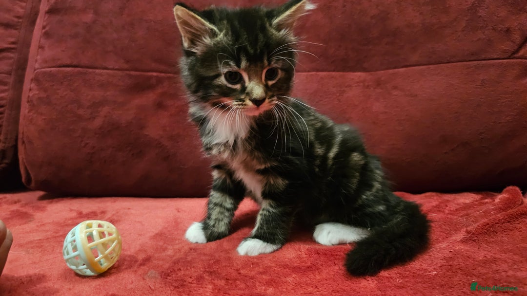 Mixed Breed cats for sale: adorable kittens are looking for a new home - Image 11