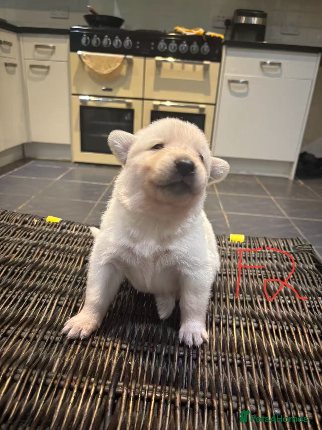 Mixed Breed dogs for sale: puppies for sale - Advert 19