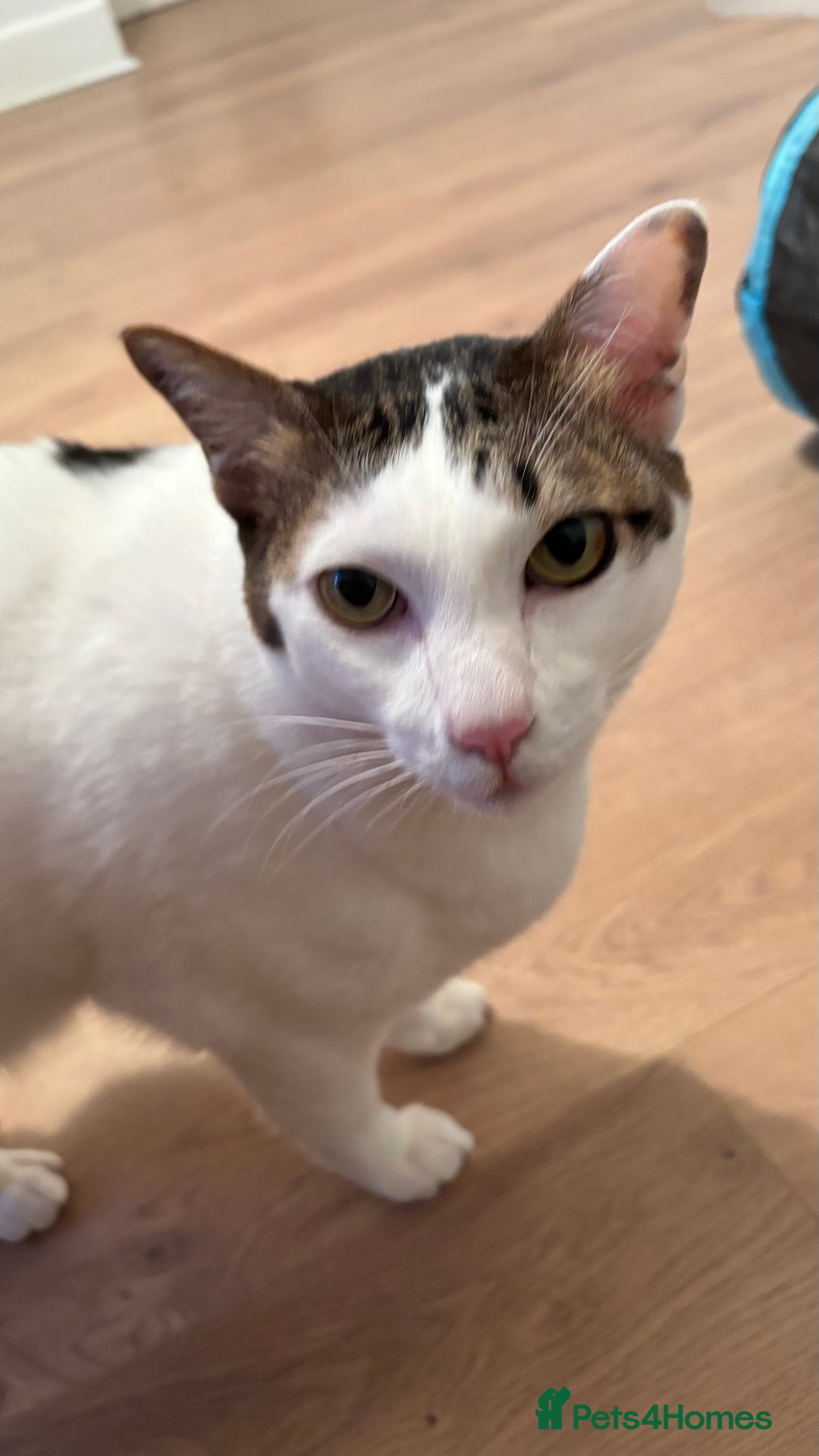 Thai cats for sale: Our 3 Beloved Indoor Cats Need a Forever Home - Advert 4