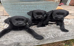 Goldador dogs for sale: GORGEOUS GOLDADORS  - Image 5