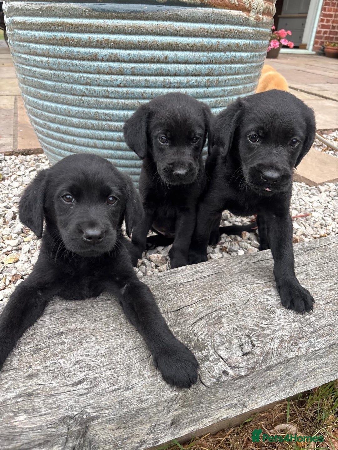 Goldador dogs for sale: GORGEOUS GOLDADORS  - Image 5