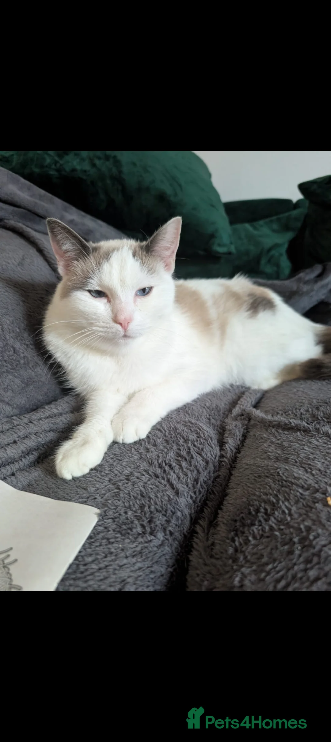 Mixed Breed cats for sale: Alba  - Advert 1