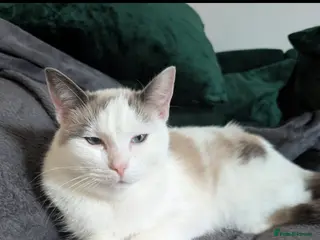 Mixed Breed cats Alba - Advert 2