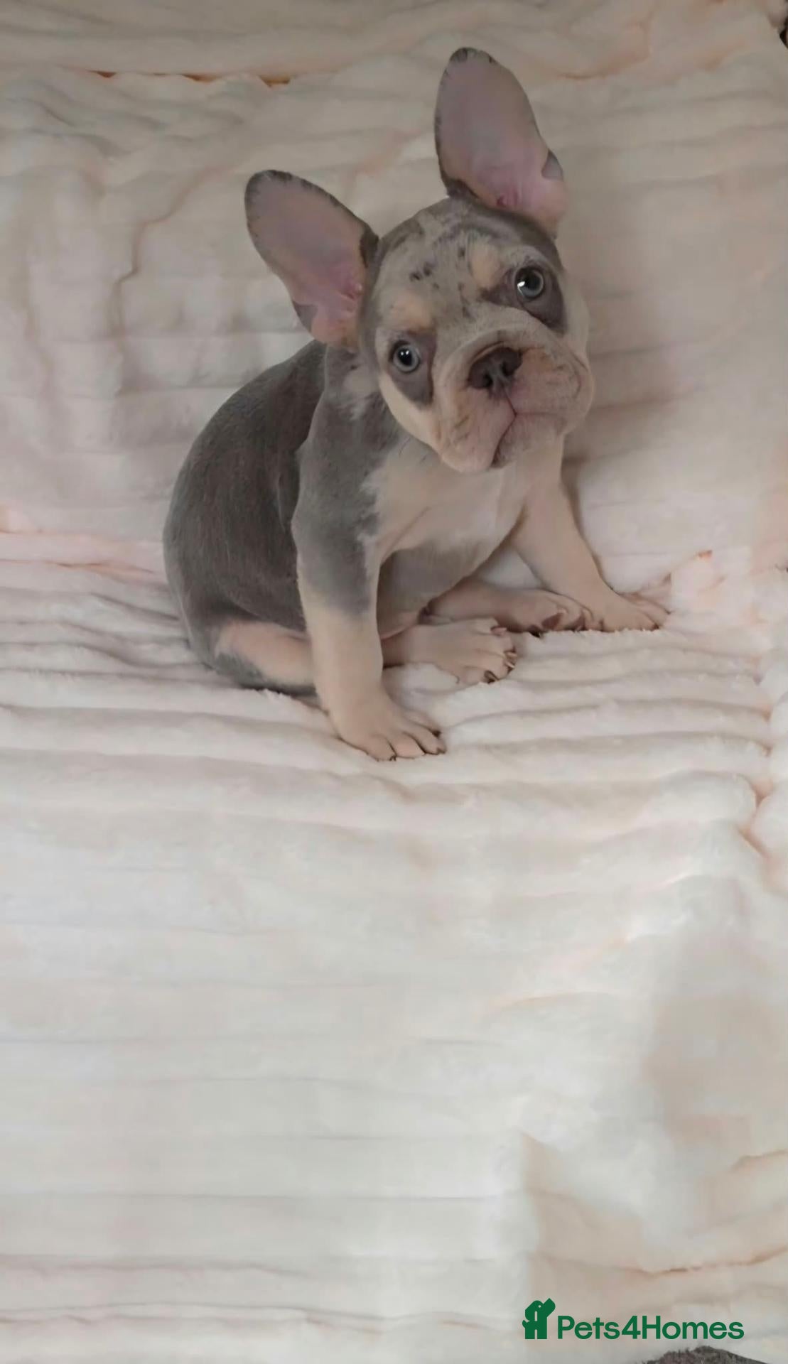 French Bulldog dogs 1 Boy Left Ready to leave 💯Ready To Leave 💯 - Advert 1