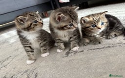 Scottish Fold cats for sale: Adorable Scottish Straight Kittens Ready for Homes - Image 6