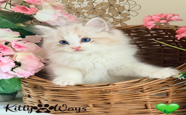 Ragdoll cats - Advert 1