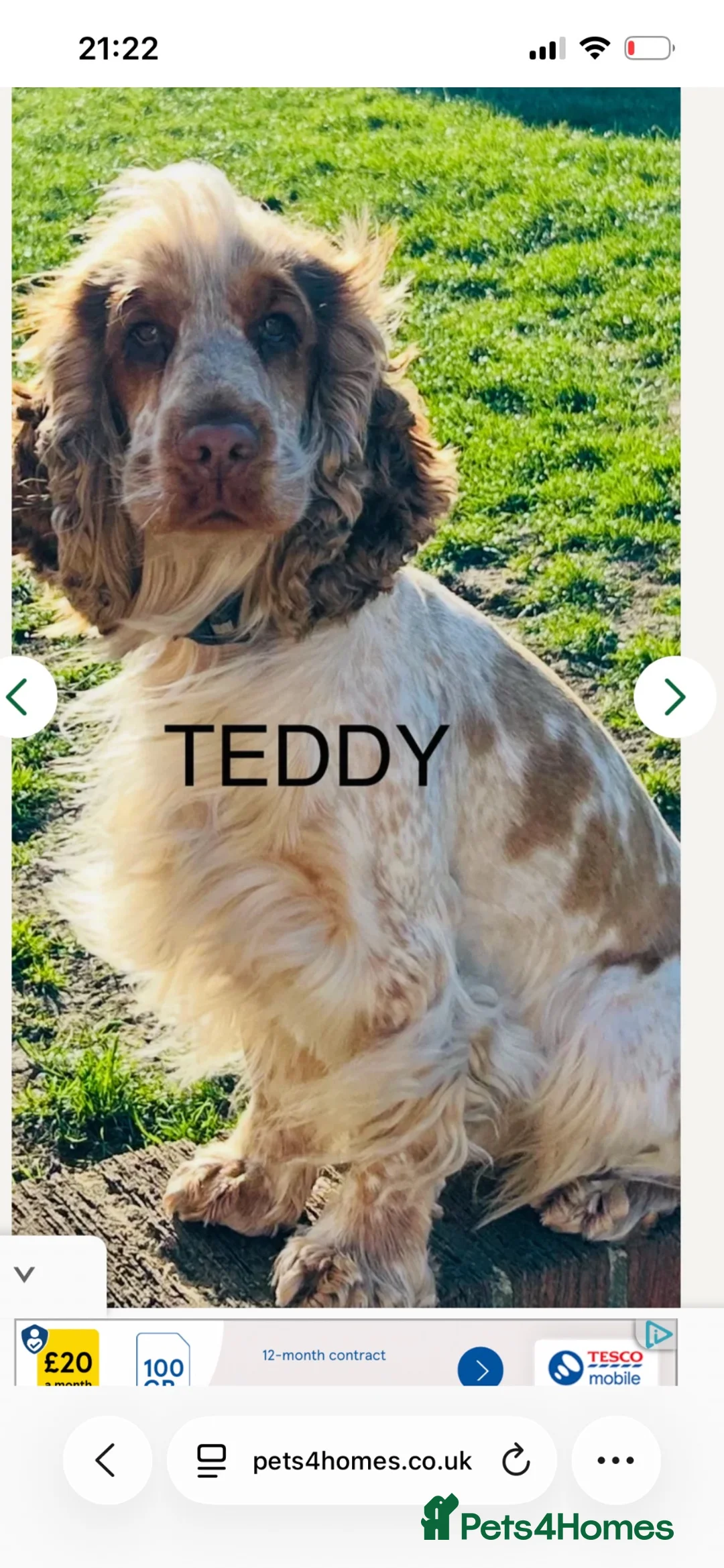 Cocker Spaniel dogs for sale: KC Registered Cocker spaniels  - Advert 16
