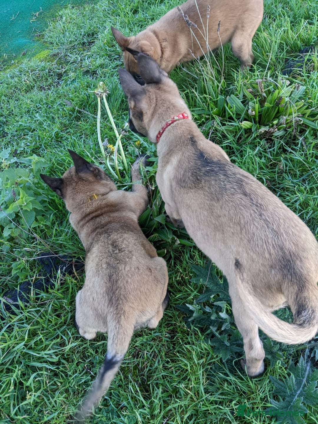 Belgian Shepherd Dog dogs for sale: Belgian Malinois - Advert 17