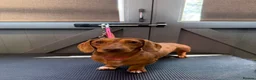 Miniature Dachshund dogs for stud: Tiny miniature dapple Dachshund stud  - Advert 2