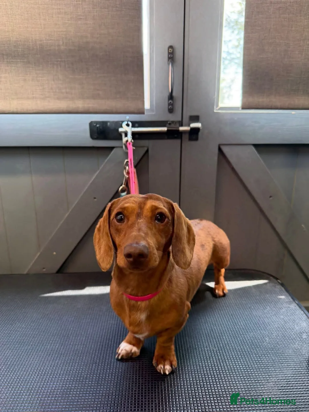 Miniature Dachshund dogs for stud: Tiny miniature dapple Dachshund stud  - Advert 2