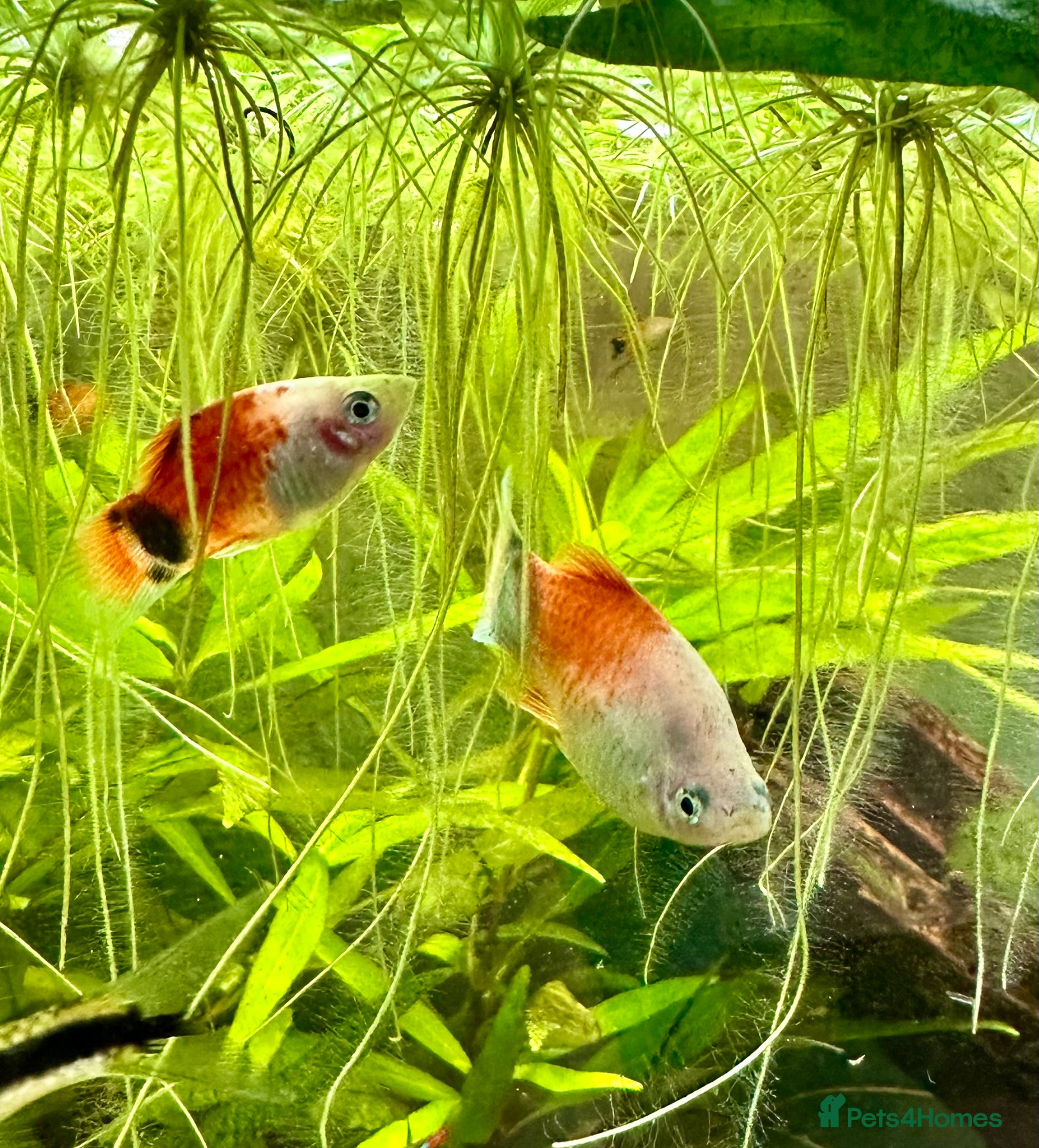 Platies fish Mickey Mouse Platties  - Advert 1