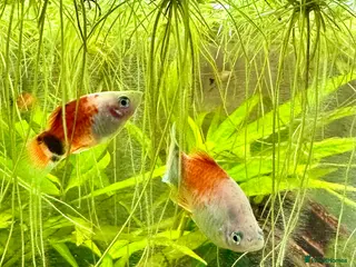 Platies fish Mickey Mouse Platties - Advert 1