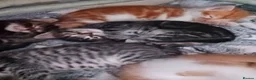 British Longhair cats for sale: British longhair kittens  in Gillingham - Advert 2