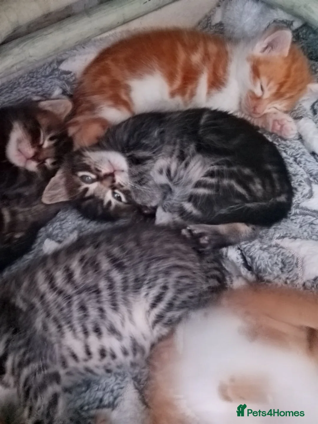 British Longhair cats for sale: British longhair kittens  in Gillingham - Advert 2