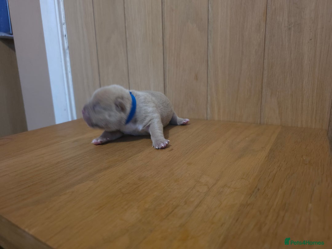 American Bully dogs for sale: Pocket bully puppies - Advert 24
