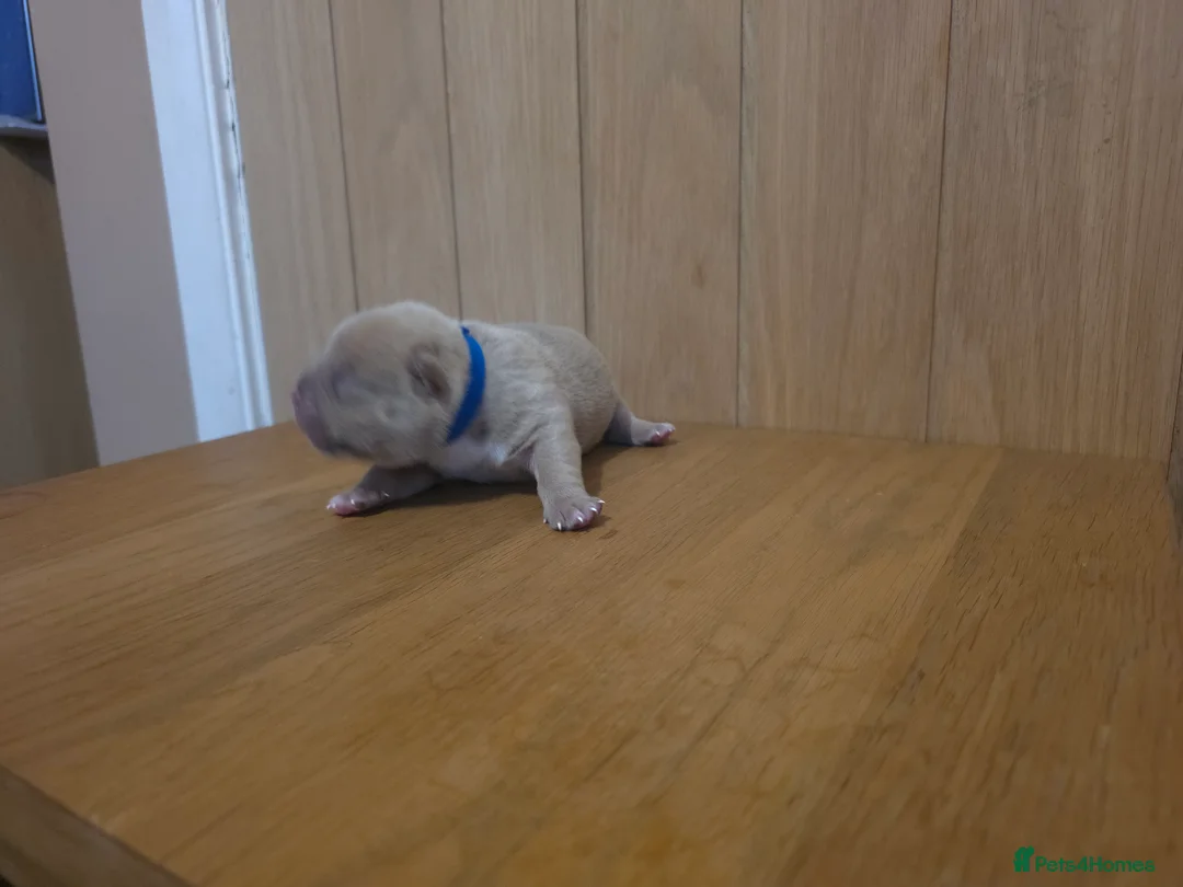 American Bully dogs for sale: Pocket bully puppies - Advert 14