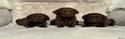 Cockerdor dogs for sale: Stunning Cockerdor chocolate puppies - Advert 5