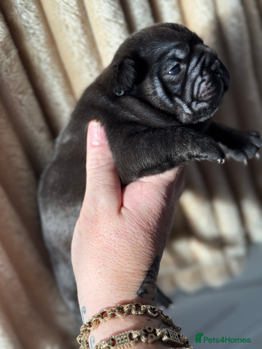 French Bulldog dogs for sale: AMAZING QUALITY FRENCH BULLDOG PUPS  - Advert 10