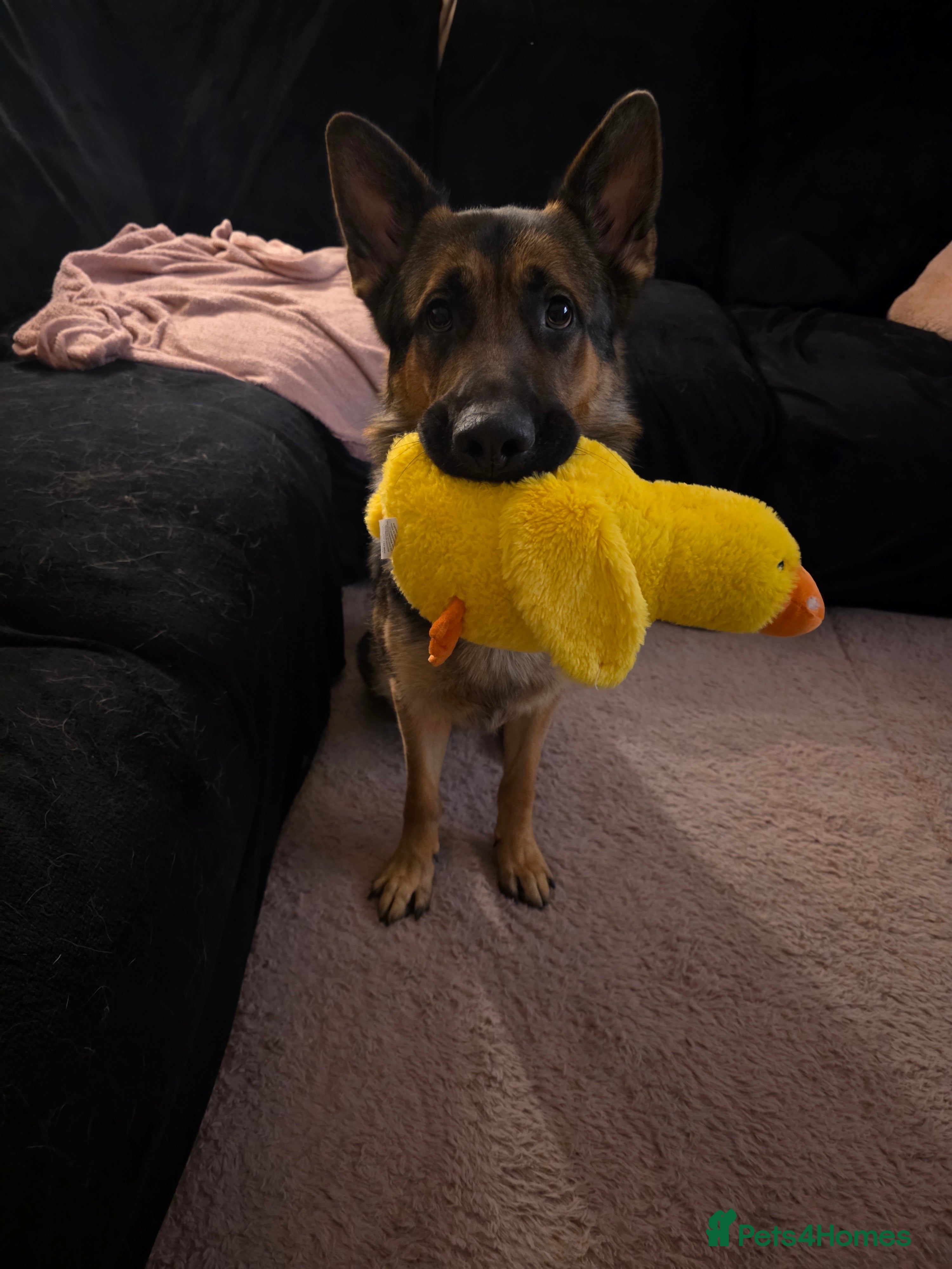 German Shepherd dogs Male German Shepherd  - Advert 1