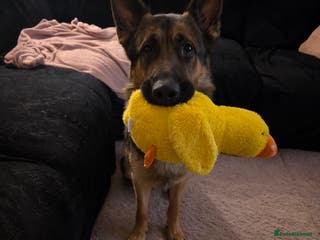 German Shepherd dogs Male German Shepherd - Advert 1