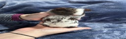 Guinea Pig rodents for sale: Dalmation baby Guinea pigs - Advert 5