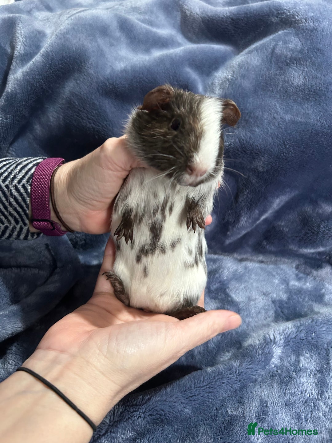 Guinea Pig rodents for sale: Dalmation baby Guinea pigs - Advert 5
