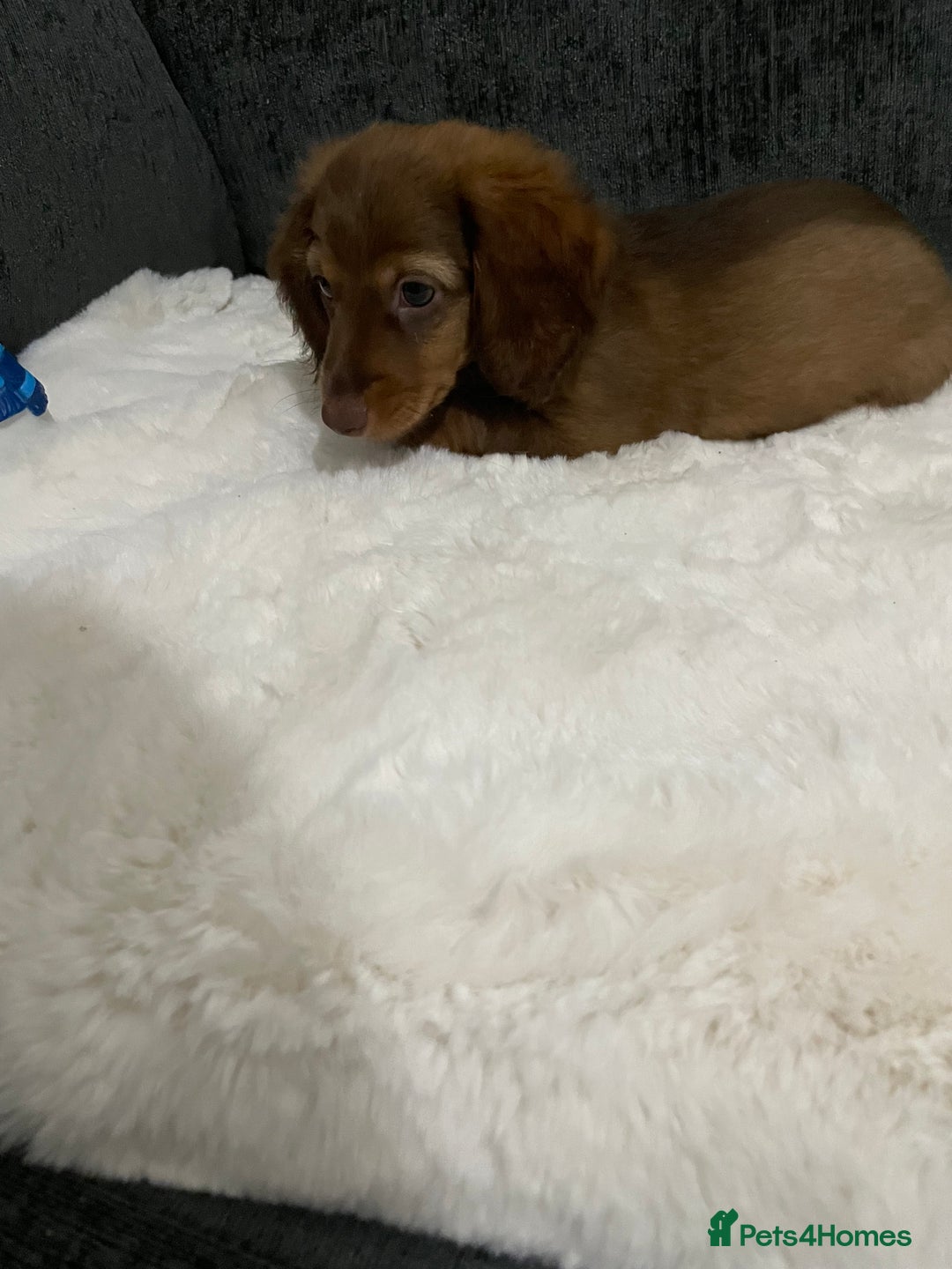 Miniature Dachshund dogs for sale: Champion Longhaired Miniature Dachshund Puppies - Advert 5