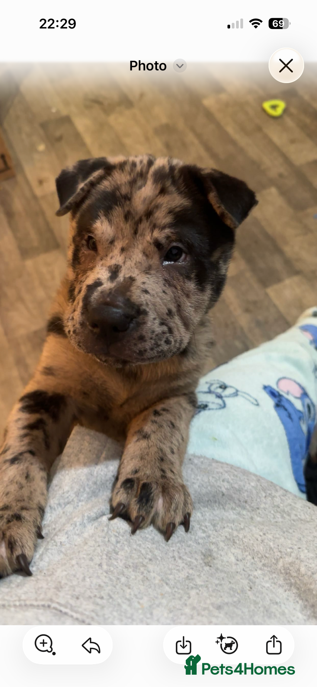 Mixed Breed dogs for sale: Shar Pei puppies  - Advert 3