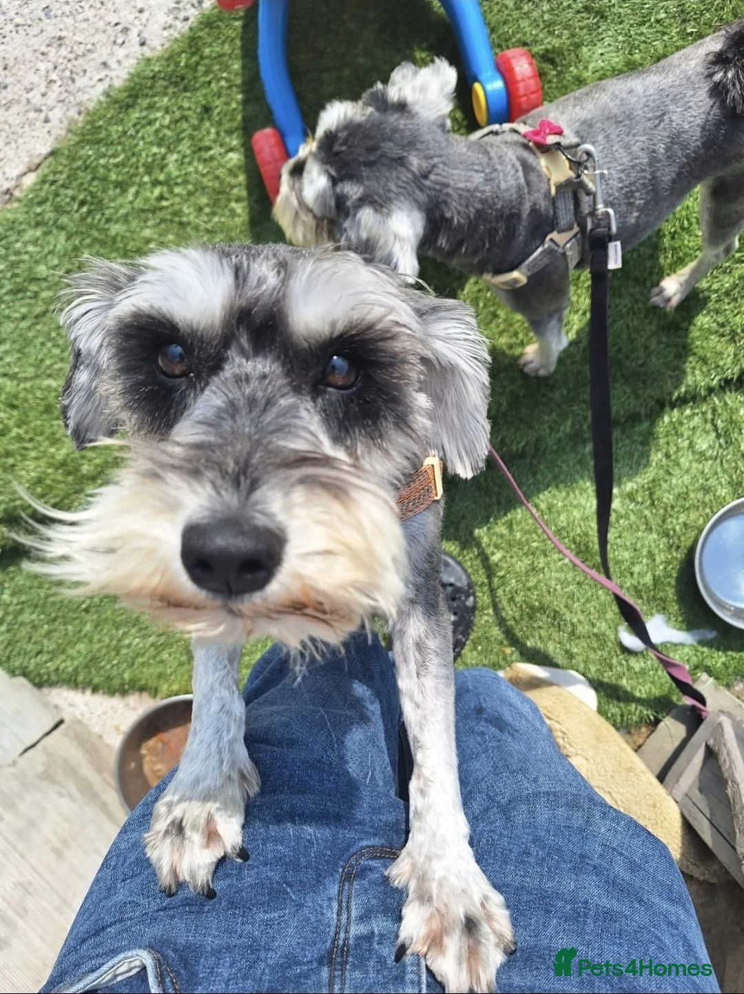 Miniature Schnauzer dogs for sale: Two miniature schnauzers  in Preston - Advert 2