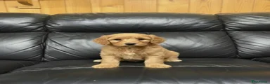 Cockapoo Puppy 2