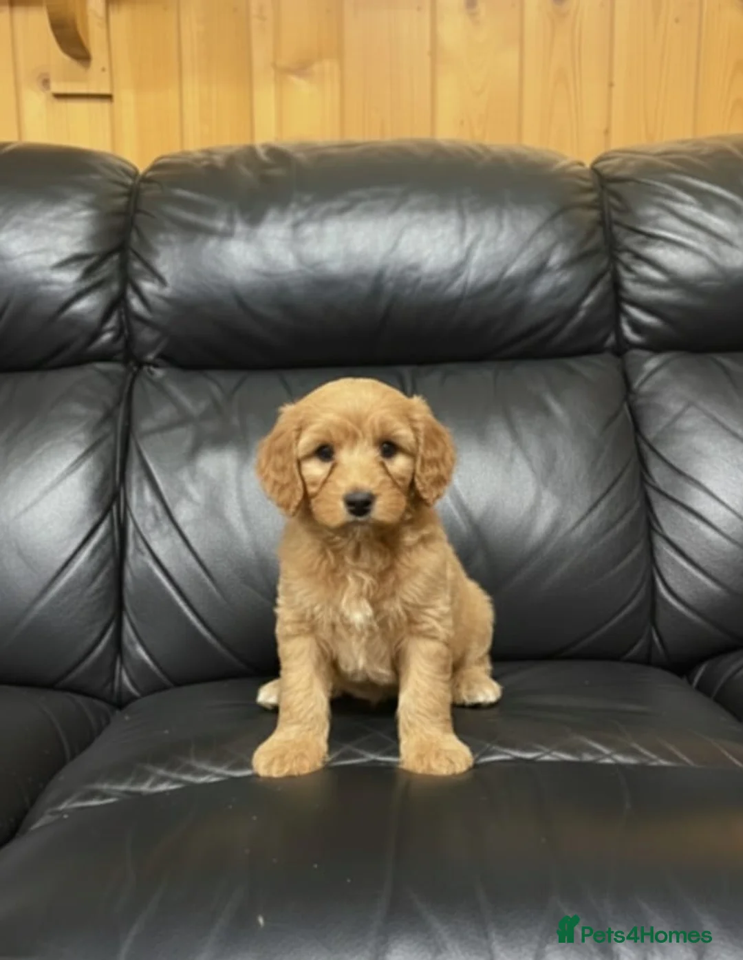 Cockapoo dogs for sale: Cockapoo puppies  in Romford - Advert 4