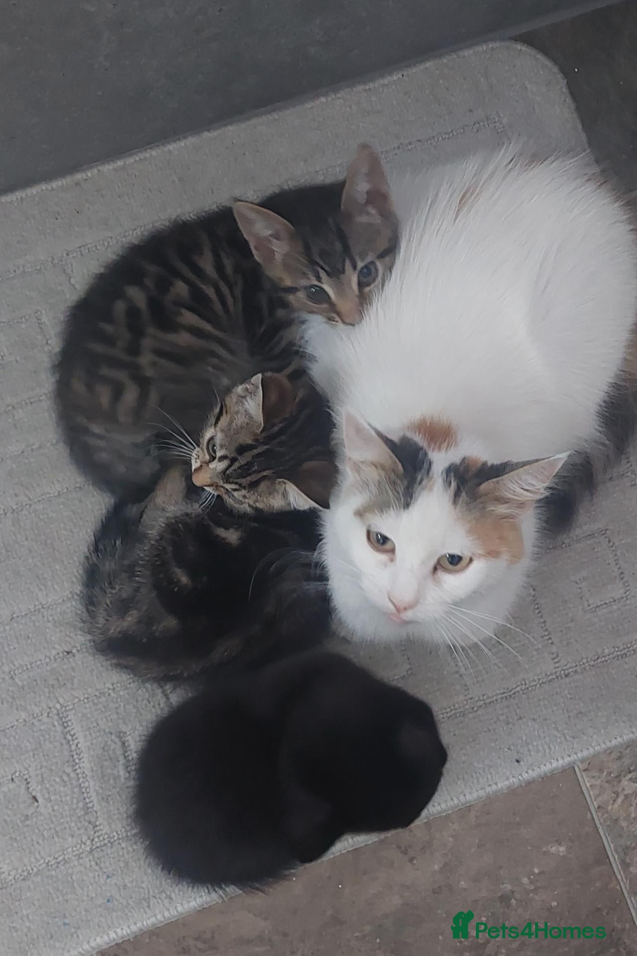 Mixed Breed cats 2 kittens girls for sale - Advert 5