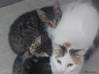 Mixed Breed cats 2 kittens girls for sale - Advert 5