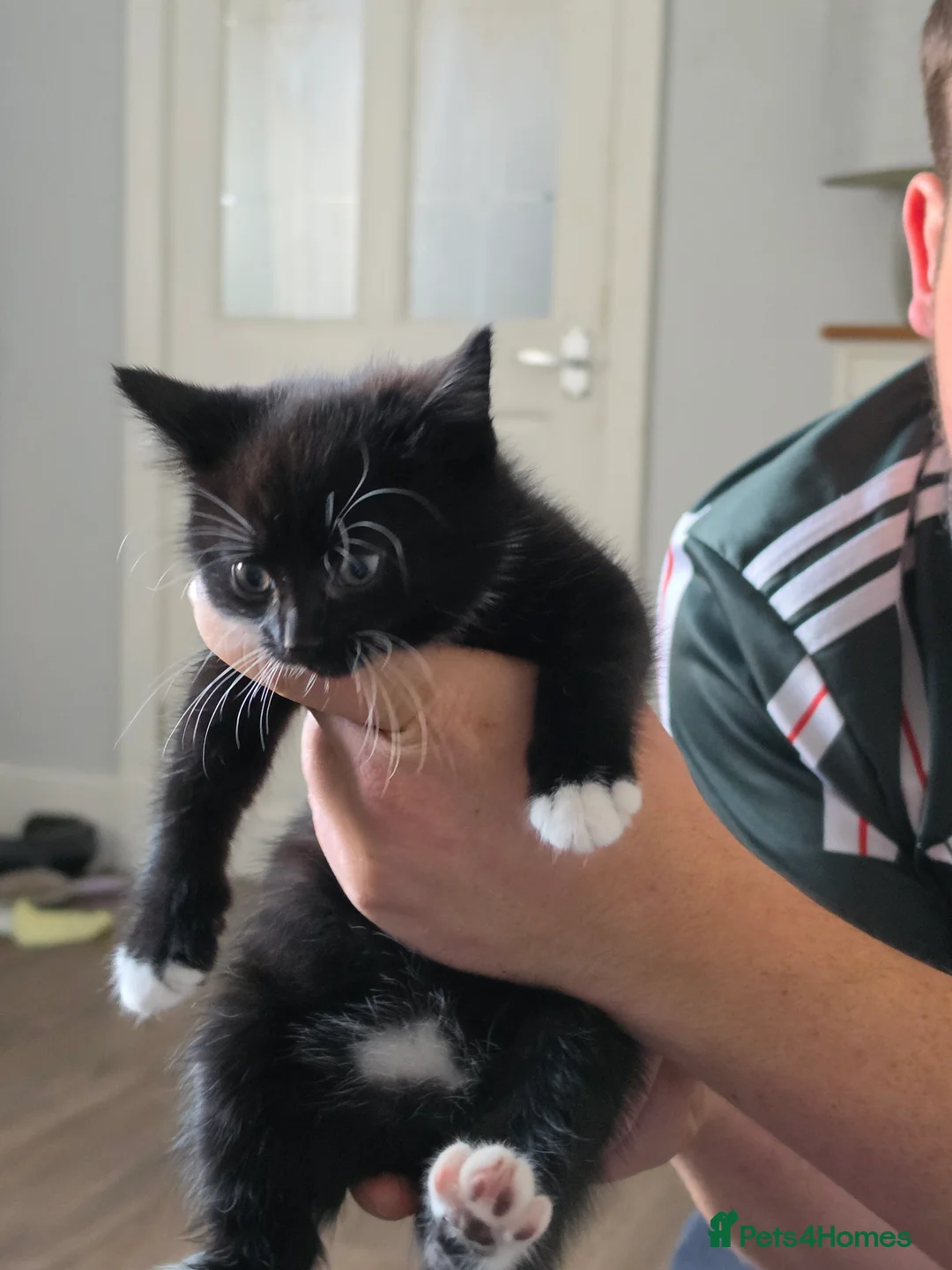 Mixed Breed cats for sale:  nicola clarke - Advert 3