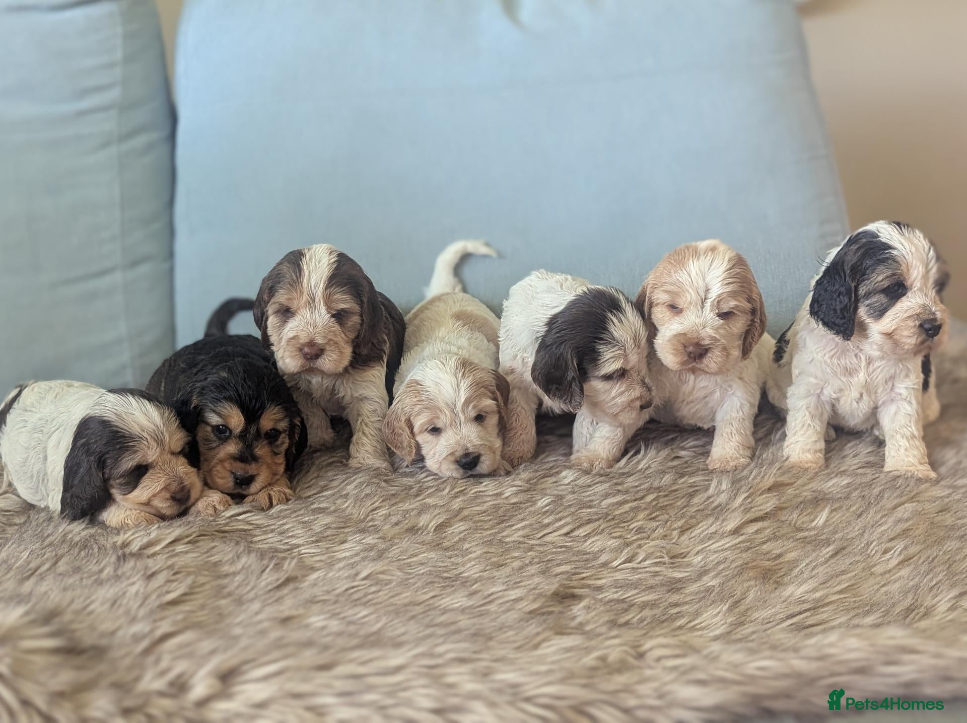 Cockapoo dogs Stunning Cockapoo Puppies - Advert 1