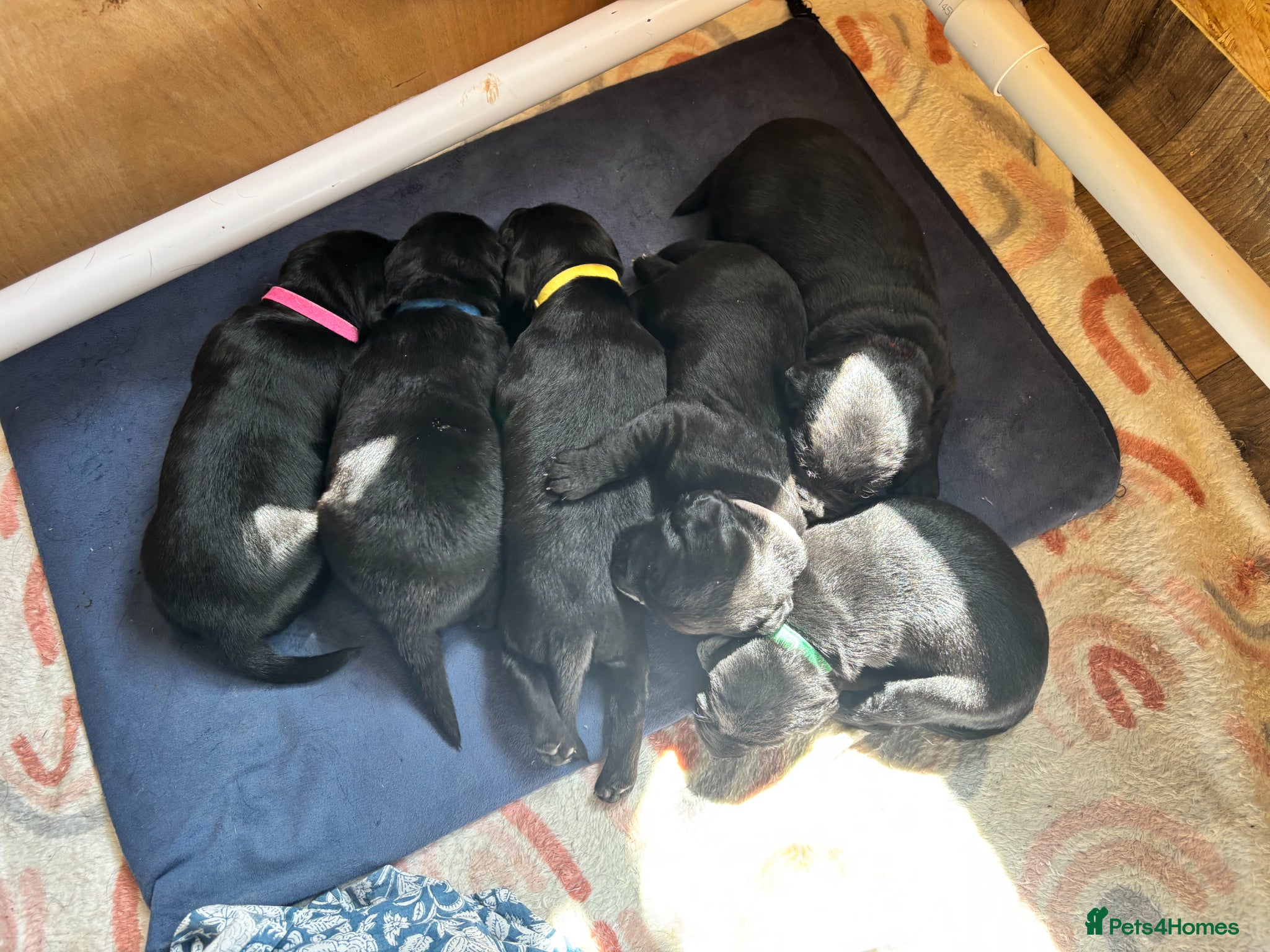 Springador dogs Beautiful F1BB Springador Puppies for Sale 🐾 - Advert 4