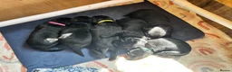 Springador dogs for sale: Beautiful F1BB Springador Puppies for Sale 🐾 - Advert 1