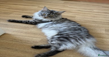 Maine Coon cats in Ipswich - Advert 7