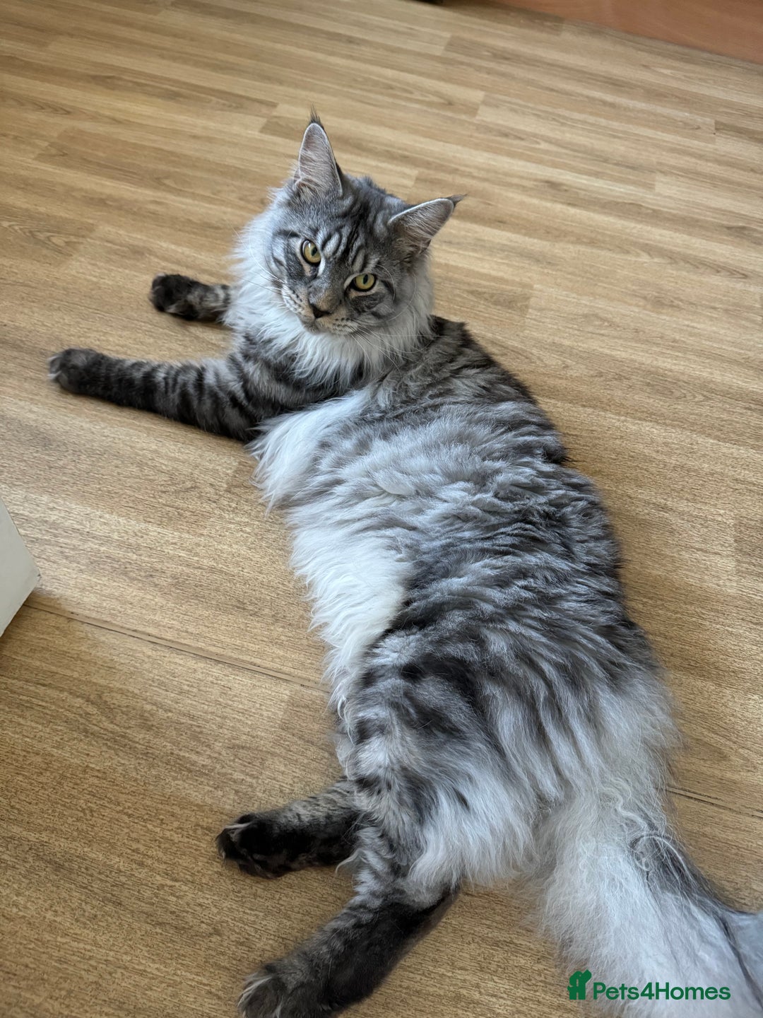Maine Coon cats for stud: STUDY Beautiful Maine Coon, GCCF, TICA registered  in Ipswich - Image 2